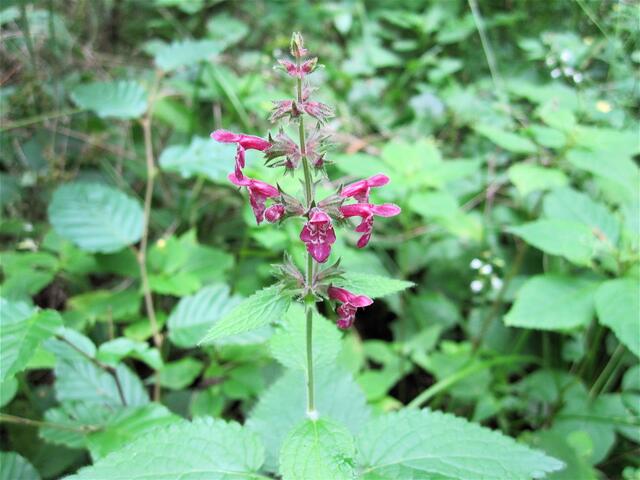 Wald-Ziest (Stachys sylvatica) - zum 3. Mal Danke an Günther!!!!!