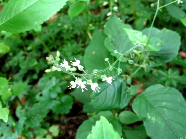 Große Hexenkraut (Circaea lutetiana) - danke Günther!