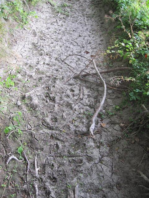 Völlig ausgetrocknet: Gestorfer Bach (Beeke)