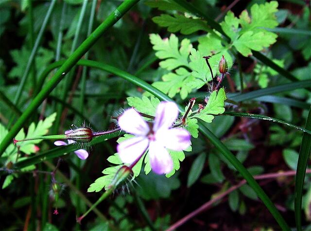 Wald-Storchschnabel (Geranium sylvaticum)