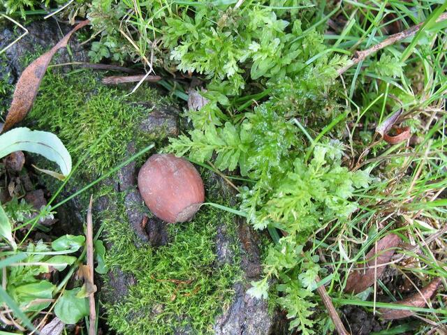 Das soll ein Haselnussversteck sein?!?