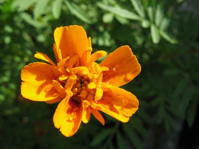 Im Licht der Abendsonne