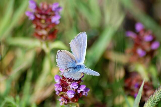 Himmelblauer Bläuling