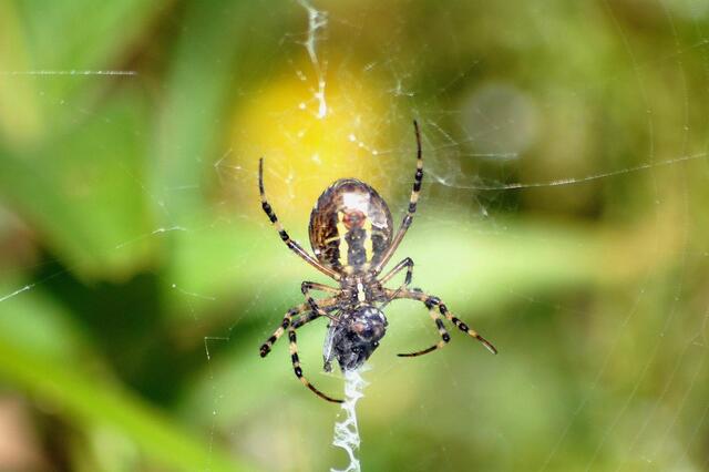 Spinne auf Beutefang