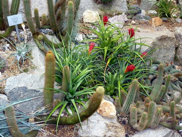 Kakteenblüten