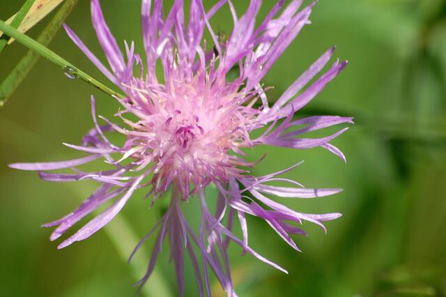 Flockenblume