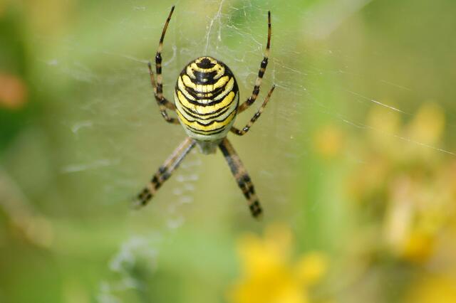 Gelbgestreifte Spinne