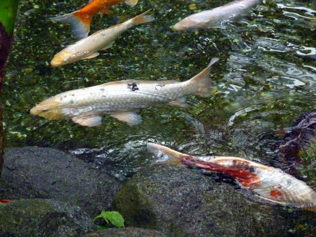 Fische im Palmengarten ?