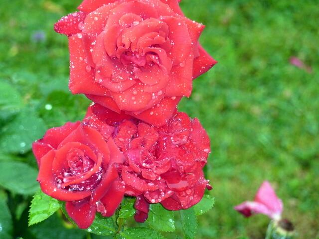 Rosen auch im Regen