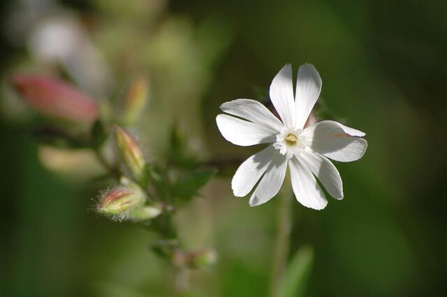 Weiße Wildblume