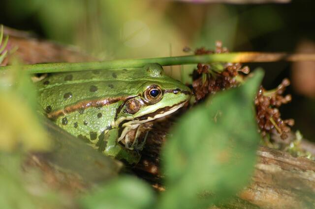 Ein Frosch