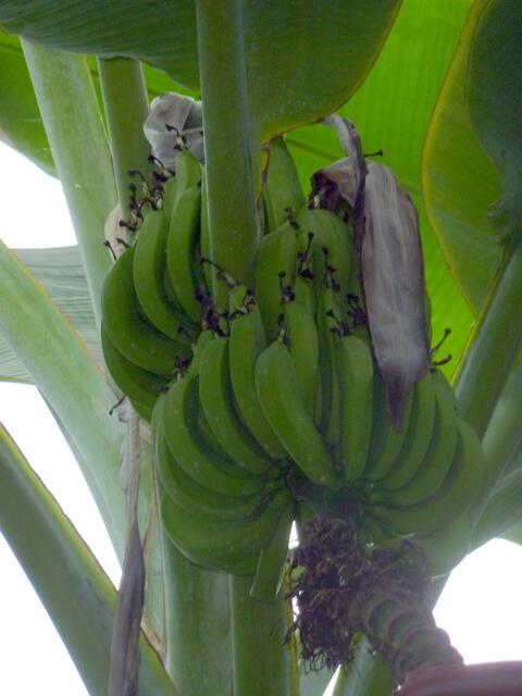 Unreife Bananen