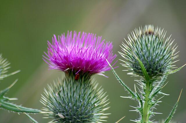 Distel