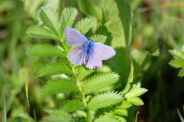 Himmelblauer Bläuling