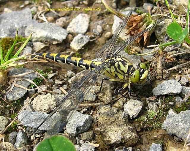 Weibchen der Kleinen Zangenlibelle, in Nazura nahezu unsichtbar.