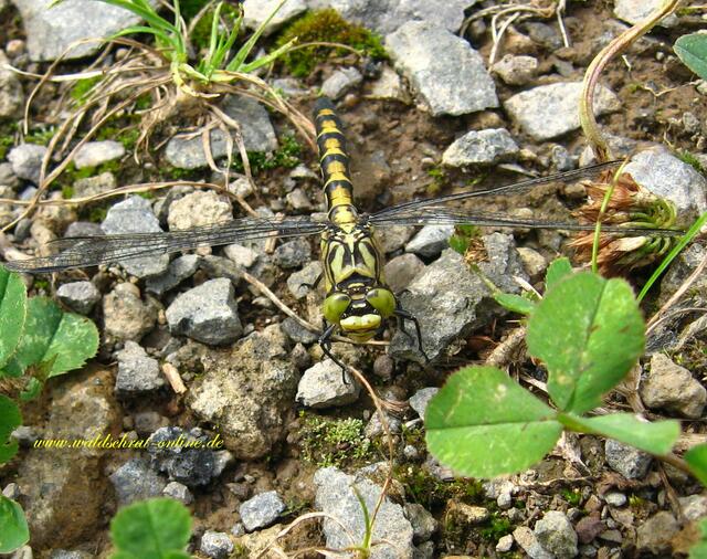 Weibchen der Kleinen Zangenlibelle von vorne.
