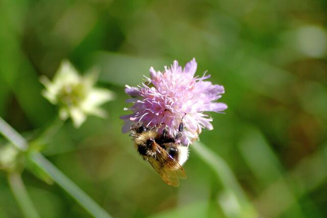 Hummel auf Skabiose