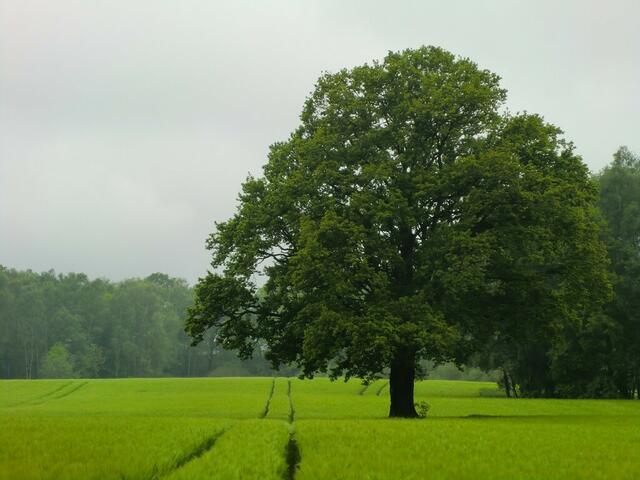 Natur pur überwiegt auf dieser herrlichen Radtour.
