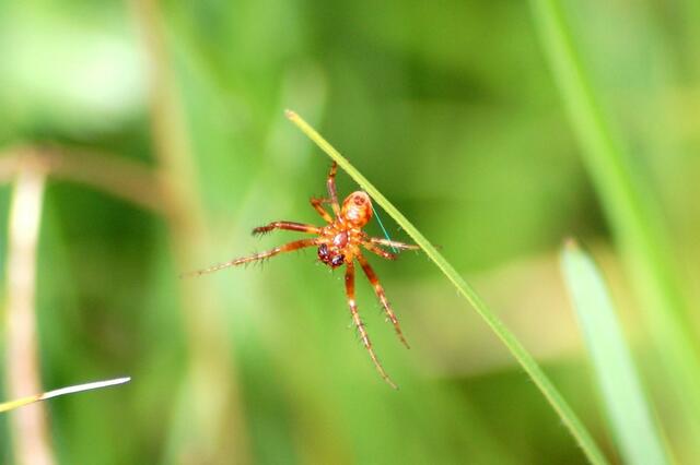 Rotbraune Spinne