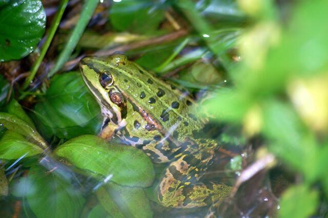Ein Frosch gut getarnt