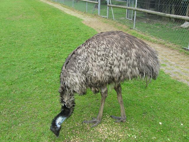 Emu, australischer Laufvogel