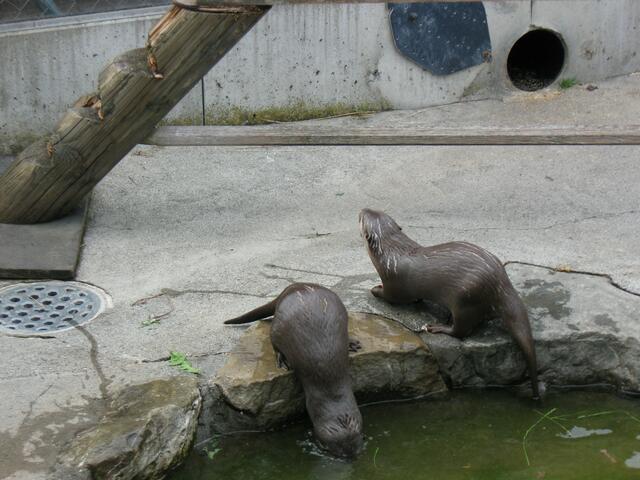 kleine Fischotter