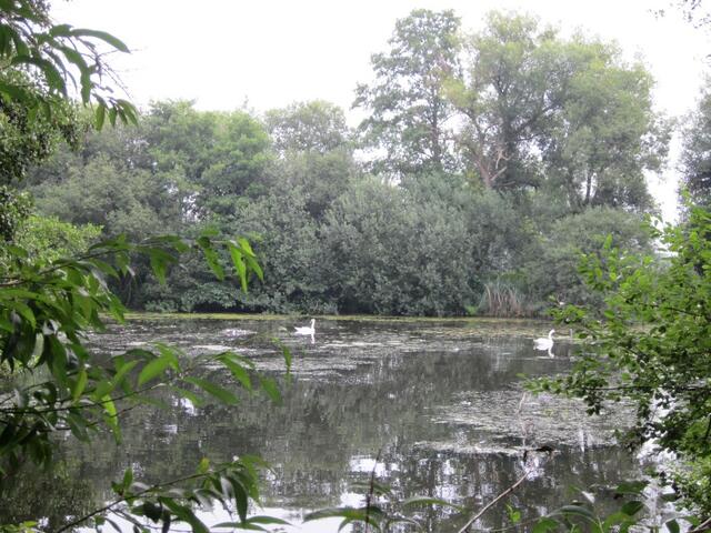 Schwanenidylle