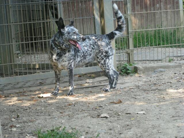 Mara