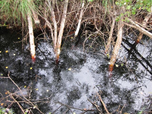 Birkenstämme im dunkelschwarzen Moorwasser wirken wie Federkiele im Tintenfass