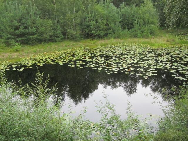 Moor-Teich-Ansicht