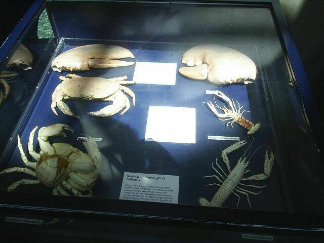 Ein Schaukasten, davon gibt es viele, für Kinder werden Rätselaufgaben gestellt, wieviele Becken, was für Fische u.s.w.