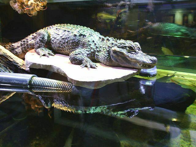 Der ist echt, aber es ist Gott sei Dank eine Scheibe dazwischen.