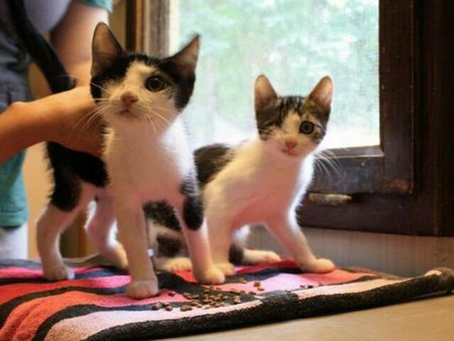 Floh und Finja