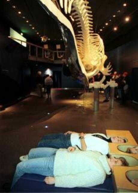 Man liegt unter dem Wal, der Bulle war 1997 im Wattenmeer gestrandet, hat 137 Einzelknochen