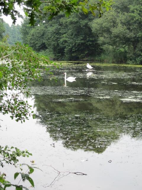 Schwan auf seinem Nest