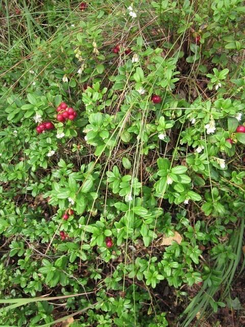 Preiselbeeren