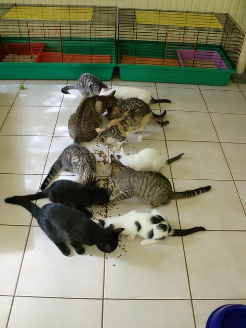 Katzenzimmer