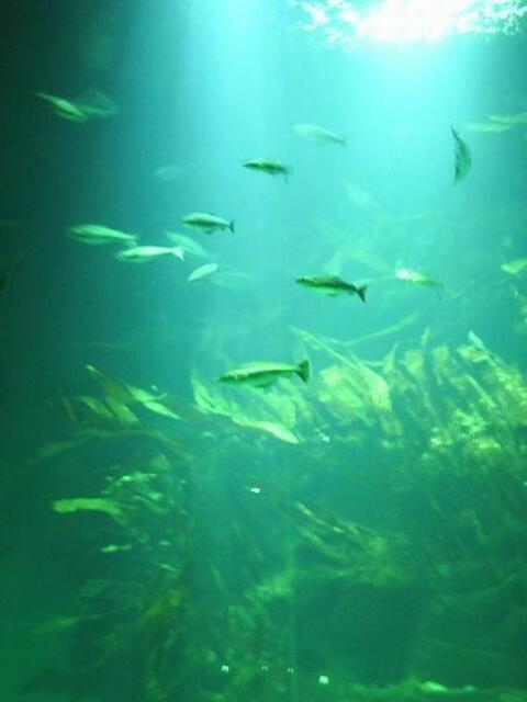 Wie im Kino, die Scheibe ist riesengroß, man hört Musik und kann stundenlang die Fische beobachten.