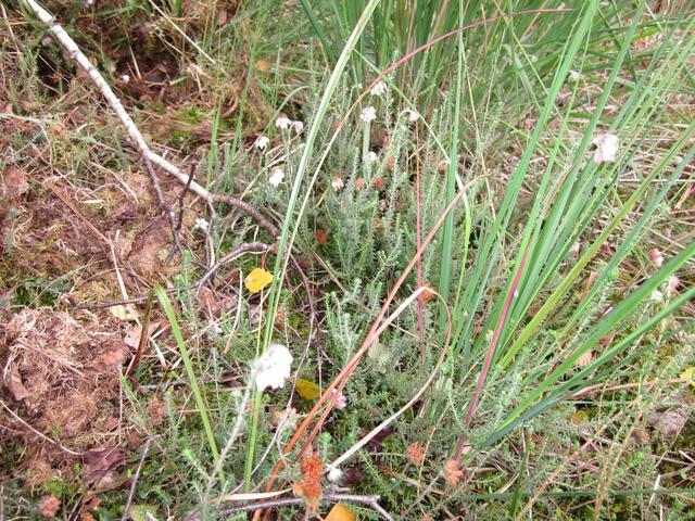 Glockenheide mit ihren zartrosafarbenen glockenförmigen Blüten