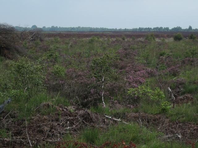 Blick aufs Moor