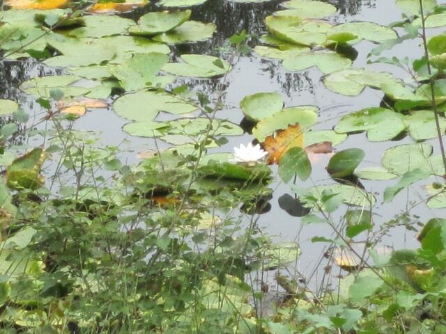 Weiße Seerose - mit ganz viel Zoom