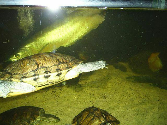 Tiefseefische und Schildkröten