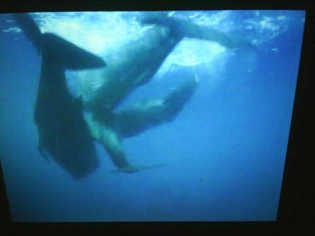 Wale vom Video fotografiert