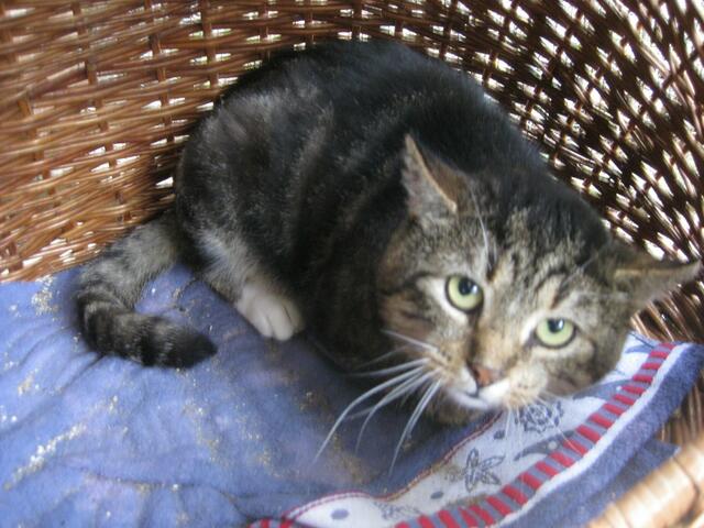 Ambrosius