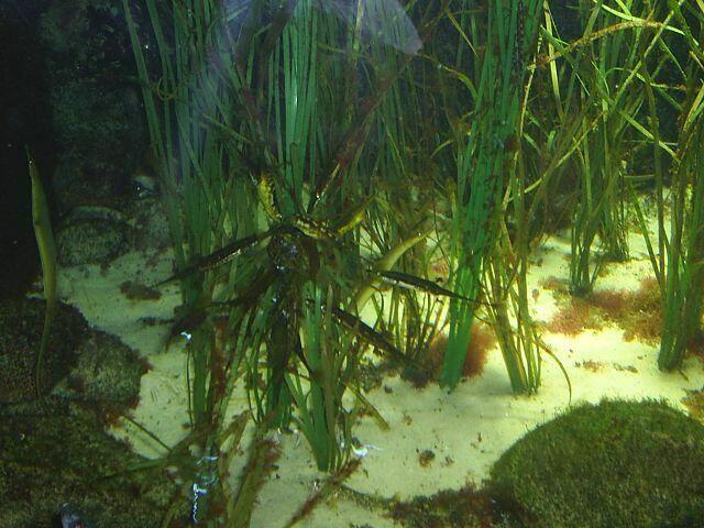 Wasserpflanzen, dazwischen grüne Fische