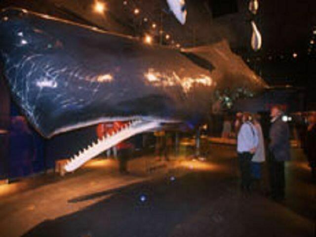 Ein Pottwal, ca. 18 Meter lang, etwa 45 Tonnen schwer und 25 - 30 Jahre alt, hängt im Multimar-Wattforum in Tönning