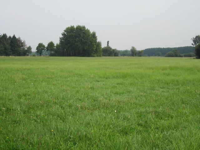 Sattes Grün, bevor es ins Moor geht