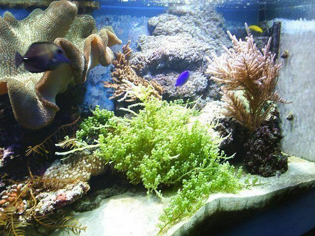 Süßwasseraquarium, eins der vielen Schaubecken