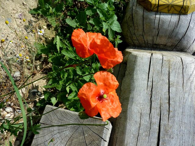 Orangefarbener Mohn