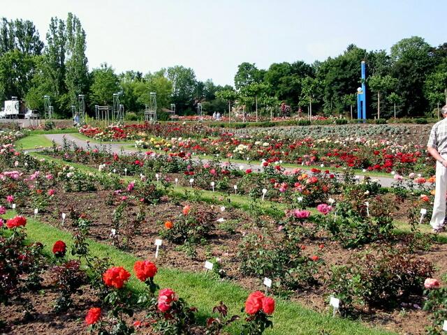 Lange Rosenbeete